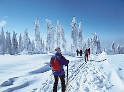 Schneeberichte im Bayerischen Wald